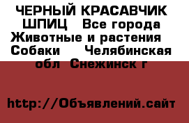 ЧЕРНЫЙ КРАСАВЧИК ШПИЦ - Все города Животные и растения » Собаки   . Челябинская обл.,Снежинск г.